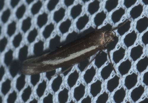 Réf. 197 888 : Scythris sp.